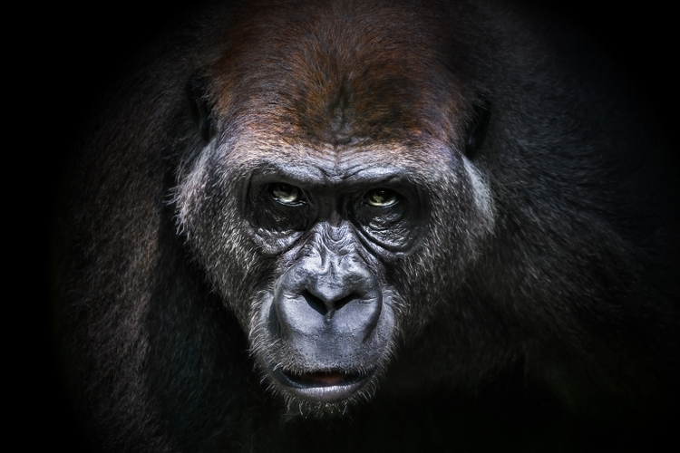 Portrait of a gorilla
