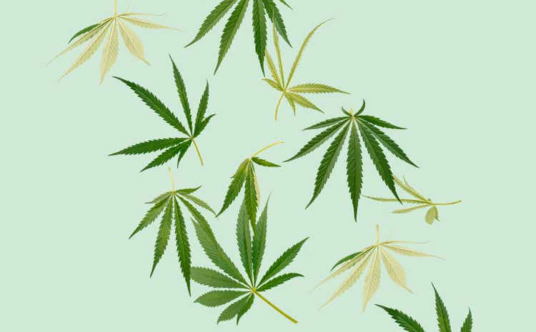 Creative arrangement with marijuana, cannabis leaves against the pastel green background. Minimal nature concept.