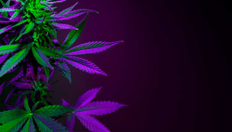 Banner with purple medicinal cannabis leaves with copy space for text