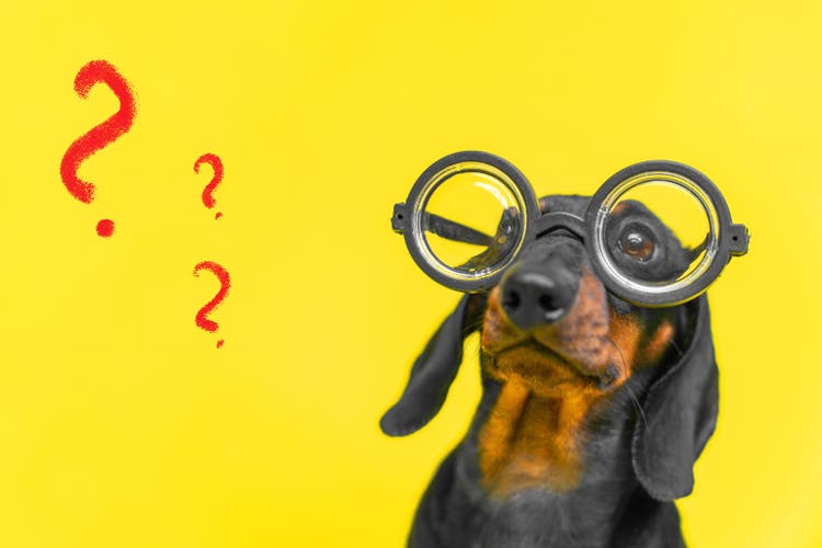 Portrait of adorable dachshund puppy wearing glasses with round thick lenses, who is sitting with puzzled face on yellow background with painted question marks, front view.