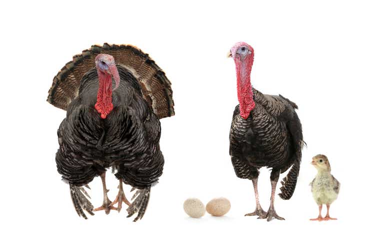 two turkeys with a small chicken isolated