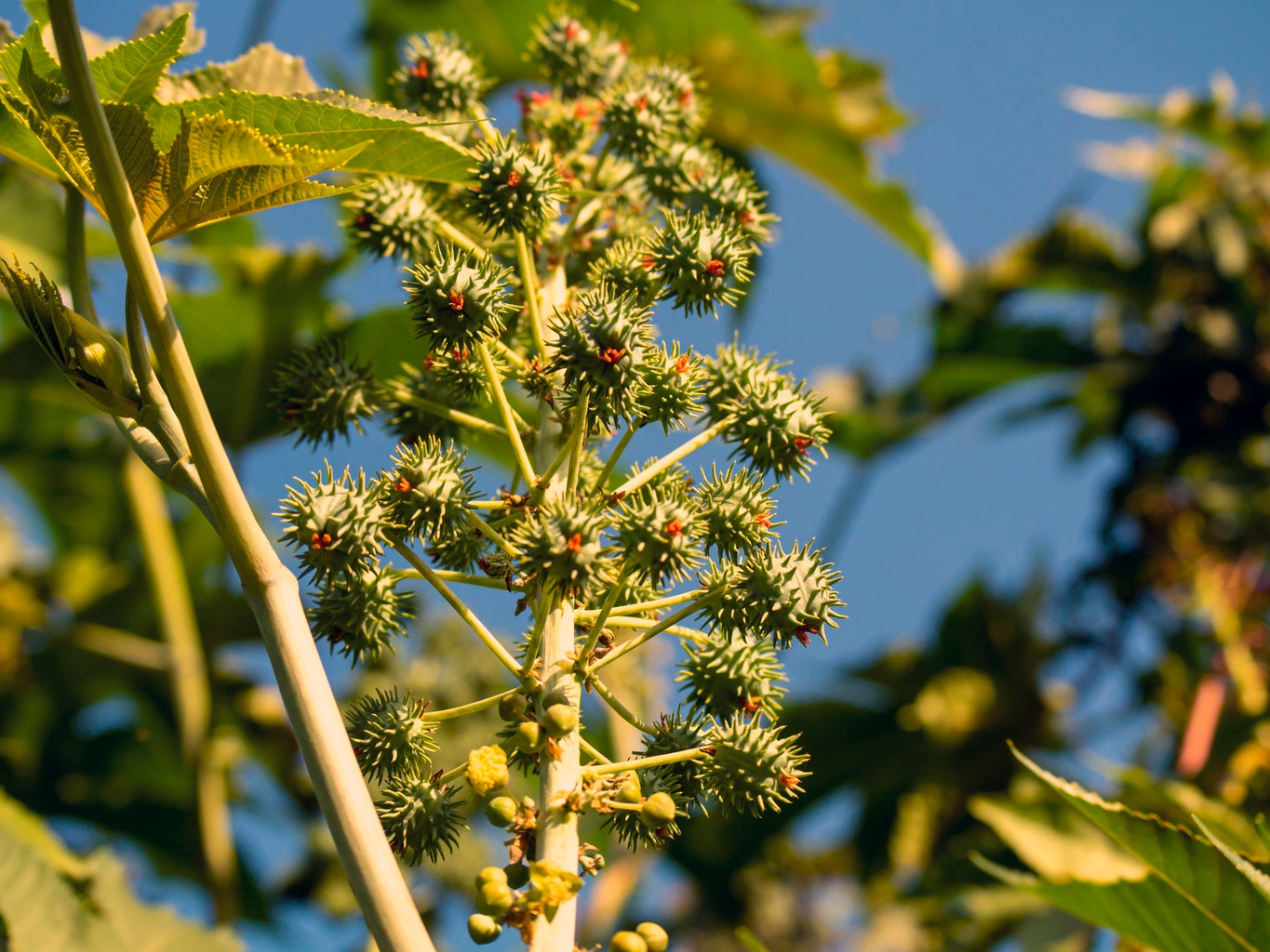 Kingston's Performance Plants R&D to Boost Chinese Cotton Yields