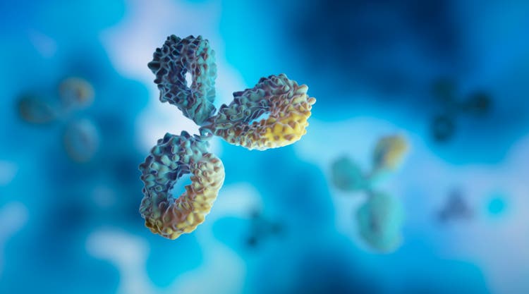 Antibodies
