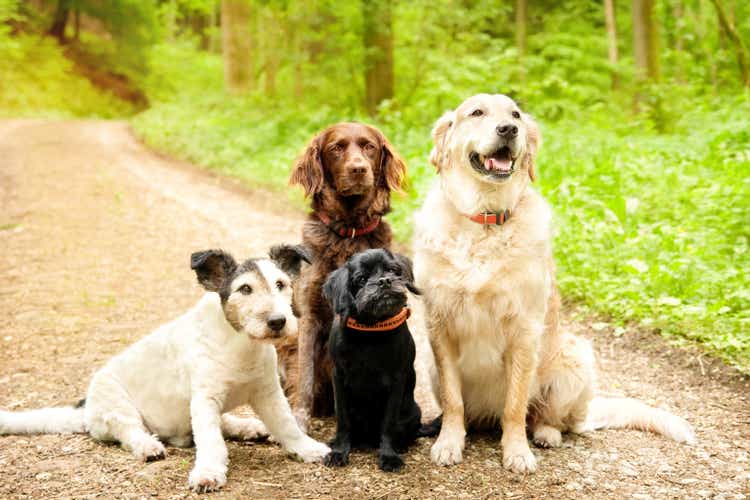 Four dogs in the forest