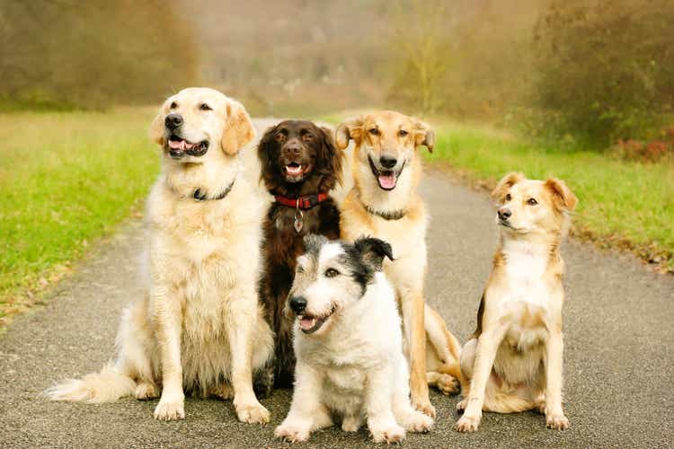 Five dogs in dog school outdoor