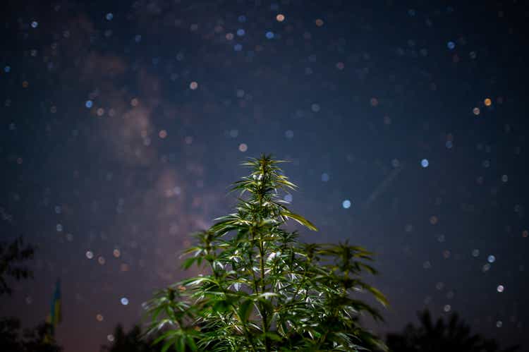 stars and marijuana, cannabis and sky, dreams and beauty