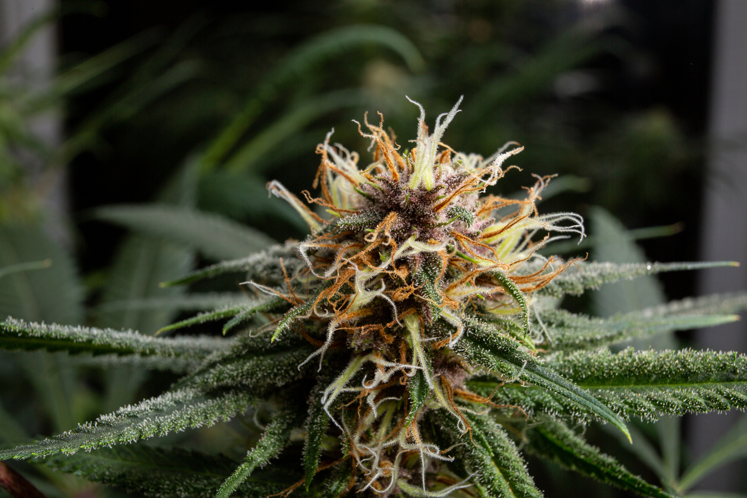 seekingalpha.com - Alan Sumler - Aurora Cannabis Reports Increased Revenue And Free Cash Flow For Q3 2026 (NASDAQ:ACB)