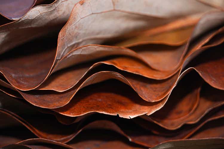 Close-up of dry leaves background. Abstract autumn background.