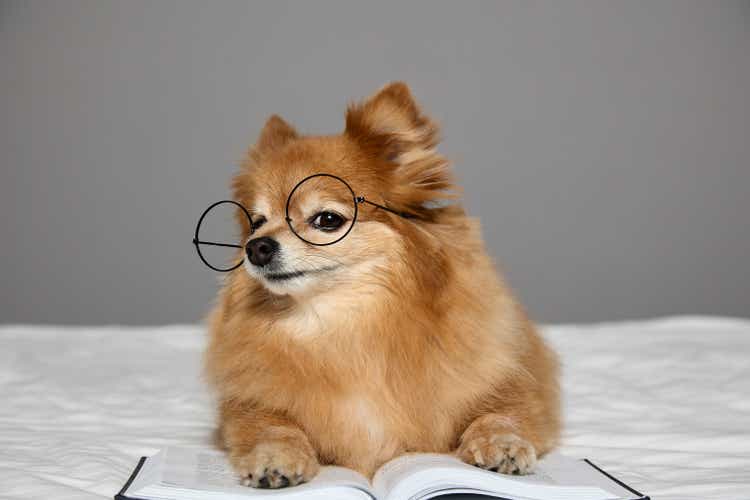 Smart little dog poses for camera with glasses and book pretends to book reader