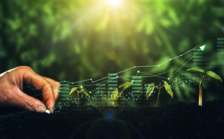 Young plants increase on sunny background.Growing money,finance and investment.Concept of business growth,profit, development and success.