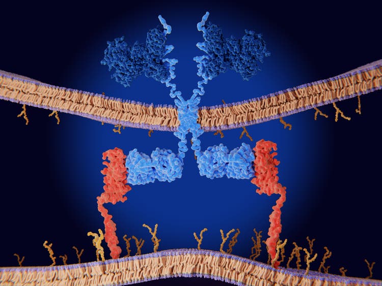 Chimeric antigen receptor (<a href='https://seekingalpha.com/symbol/CAR' title='Avis Budget Group, Inc.'>CAR</a>) therapy: Engineered receptor binds to CD19-antigen