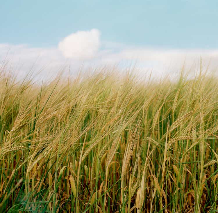 Corn field-Barley