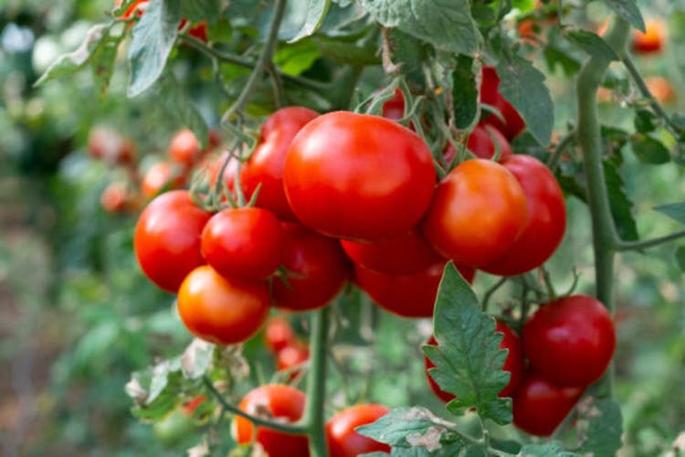 Tomato farm