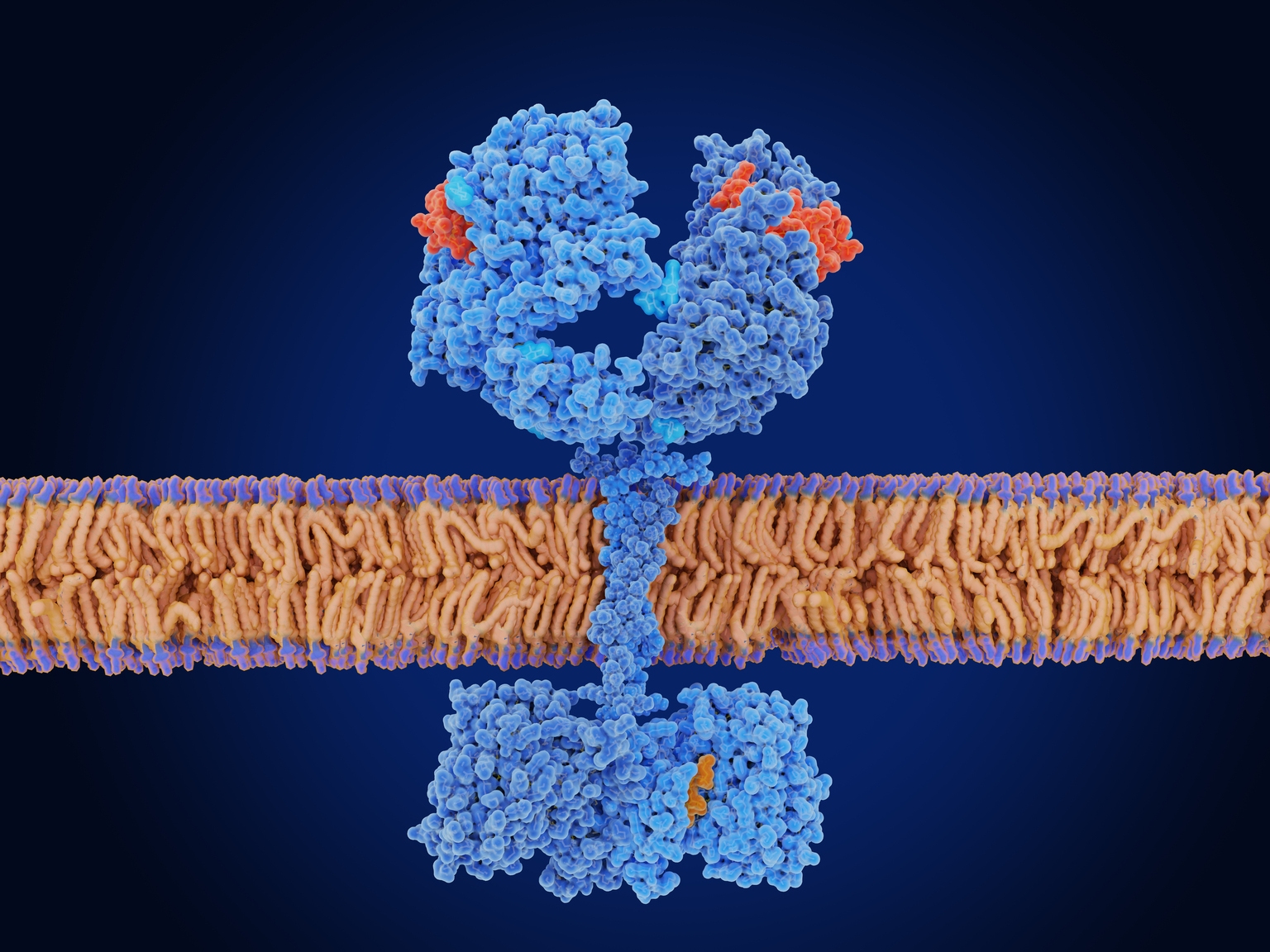 Abbisko Reports Positive Phase 2 Data for Achondroplasia Drug