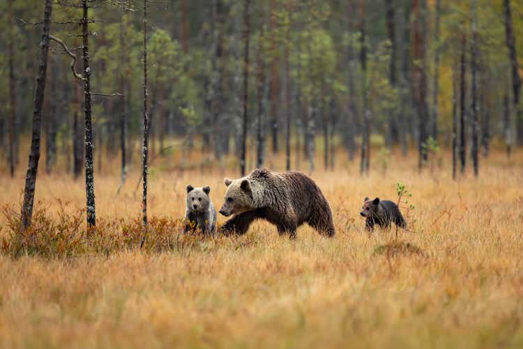 Mother bear with three little cub, looking for eating. Bear family in orange autumn. Pups with mother. Dangerous animals in nature taiga, wildlife Finland.