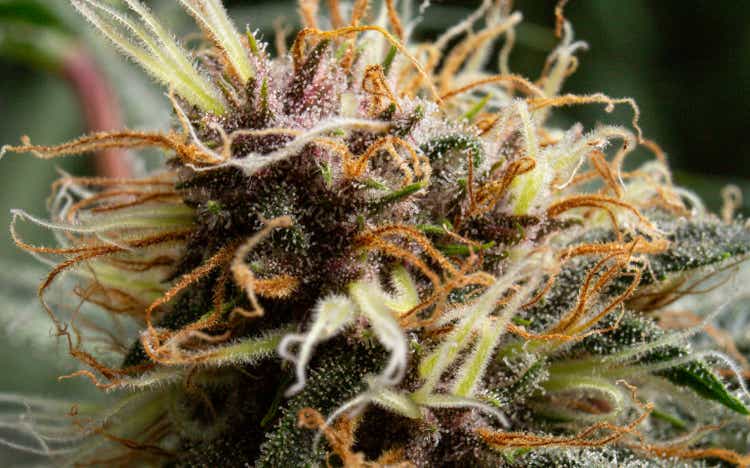Flowering Marijuana, Macro of Cannabis Plant with Pistils, Colas, Trichomes and Sugar Leaves