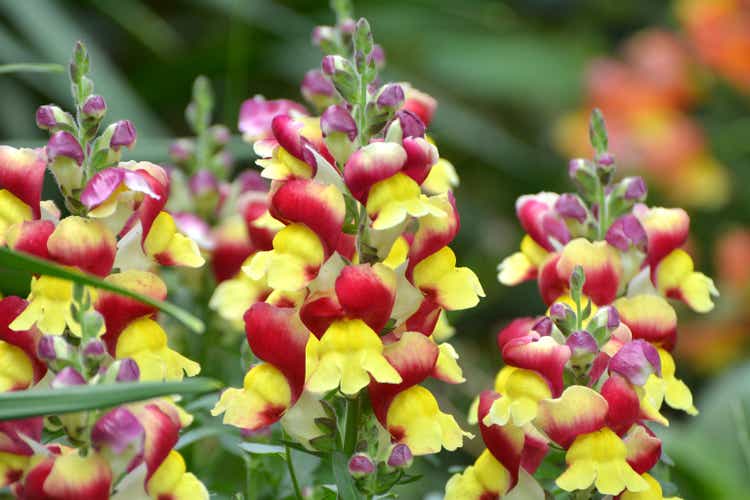 Antirrhinum blooms in the garden