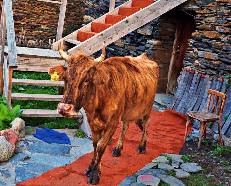 Until the cows come home