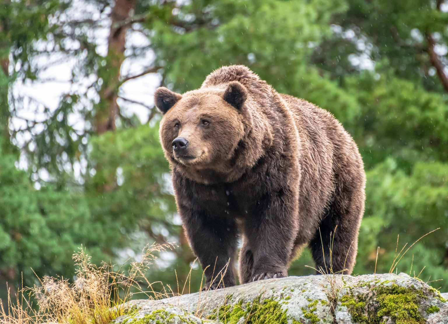 Bulls' Hopes Fade As S&P 500 Earnings Estimates Fall (NYSEARCA:SPY 