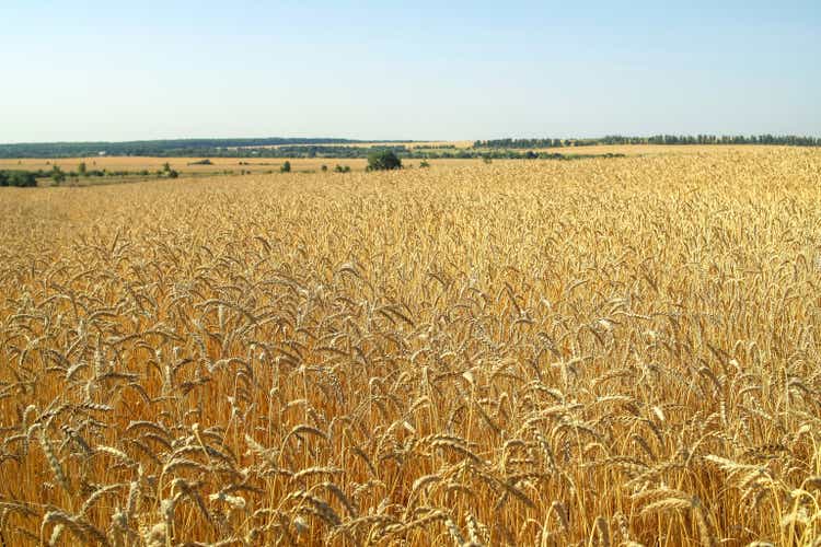 A wheat fields stretching to the horizon as a background