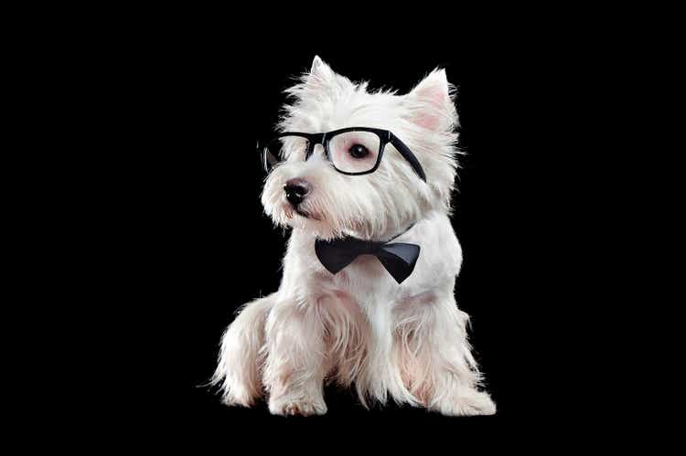 Stylish west highland terrier wearing glasses and a bow tie