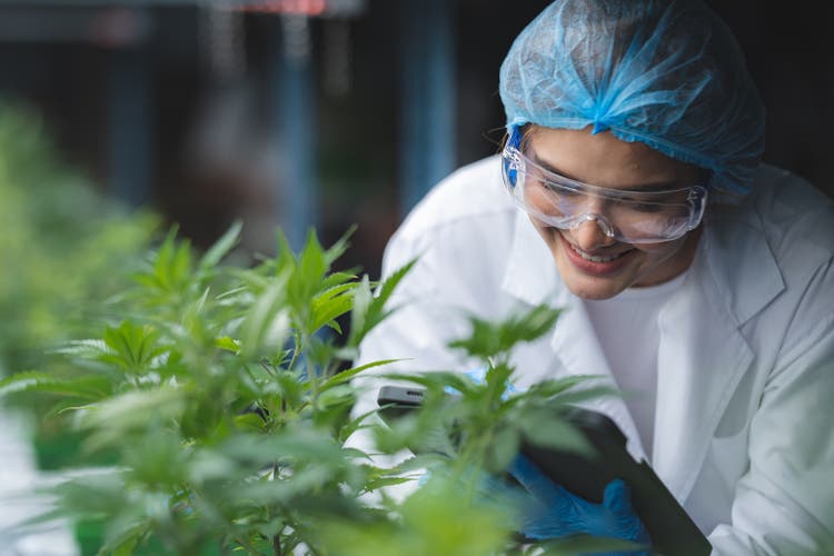 herb cultivation research scientist checking growth data of cannabis leaf or ganja plant in agriculture farm of cannabis hemp medicine for using in medical science to making natural herbal health drug