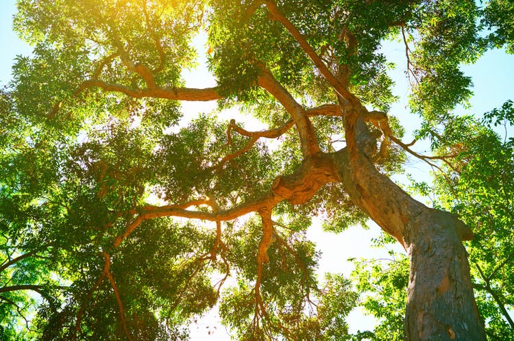 Beautiful leafy tree canopy on a sunny summer"s day