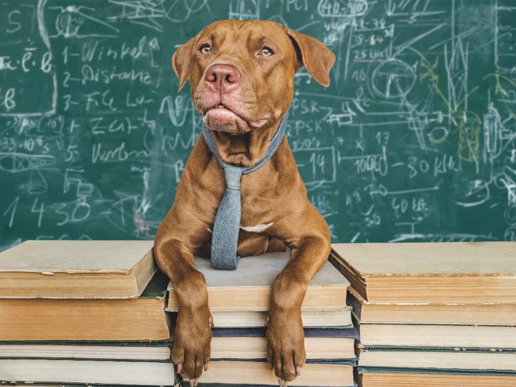 Back to school. Lovable, adorable puppy and vintage books