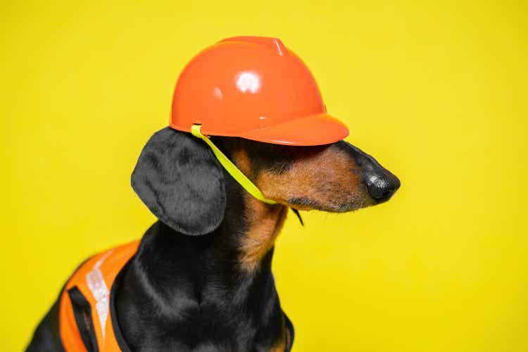 Dog in protective orange construction helmet, vest sideways. Master for an hour