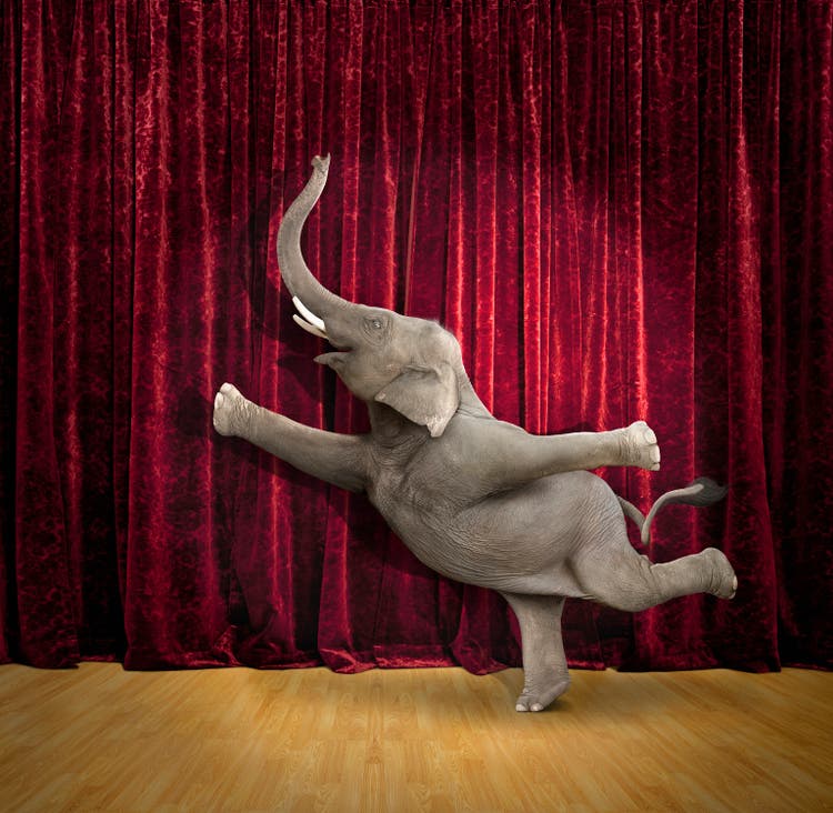 Elephant dancing on stage