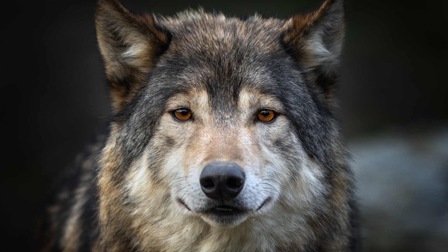 TeraWulf Q2 Earnings: A Less Bad Quarter (NASDAQ:WULF) | Seeking Alpha