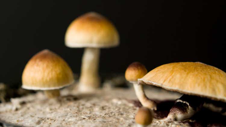 Close up macro magic mushrooms golden teacher cubensis psilocybin psilocin