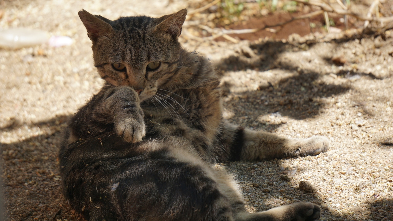 Dumb Money: The 2021 GameStop Short Squeeze And Its Dark Aftermath Becomes  A Movie | Seeking Alpha