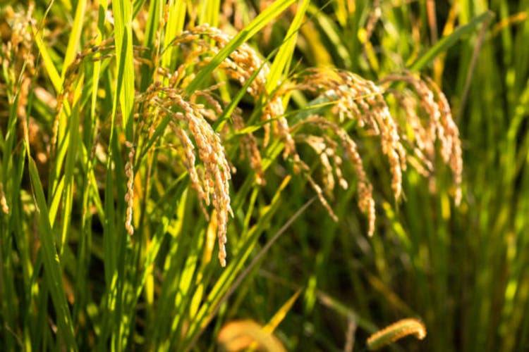 A family harvesting organically grown rice and a family friend helping them.