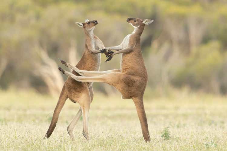 Fighting kangaroos
