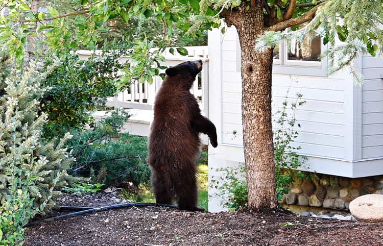 Bear Standing by Tree