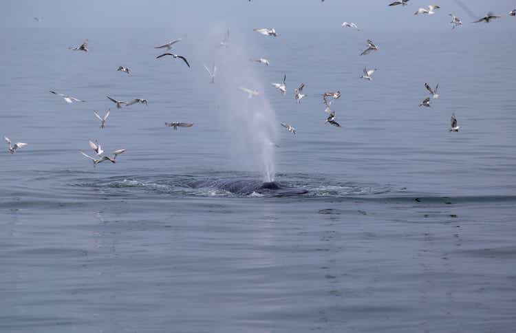 Bryde"s whale eating.