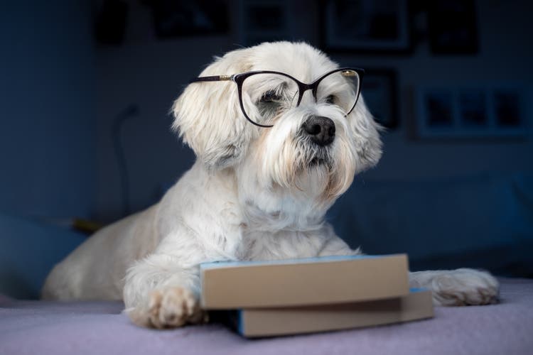 Pet dog with reading glasses and books