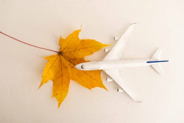 yellow leaves and a toy airplane.