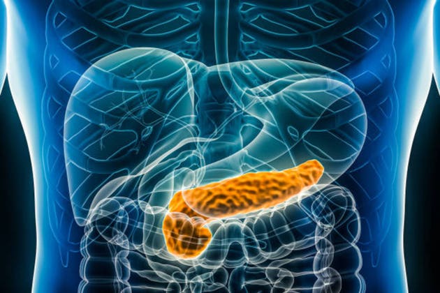 Pancreas 3D rendering illustration anterior or front view close-up. Organ of the human digestive system. Anatomy, medical, biology, science, healthcare concepts.