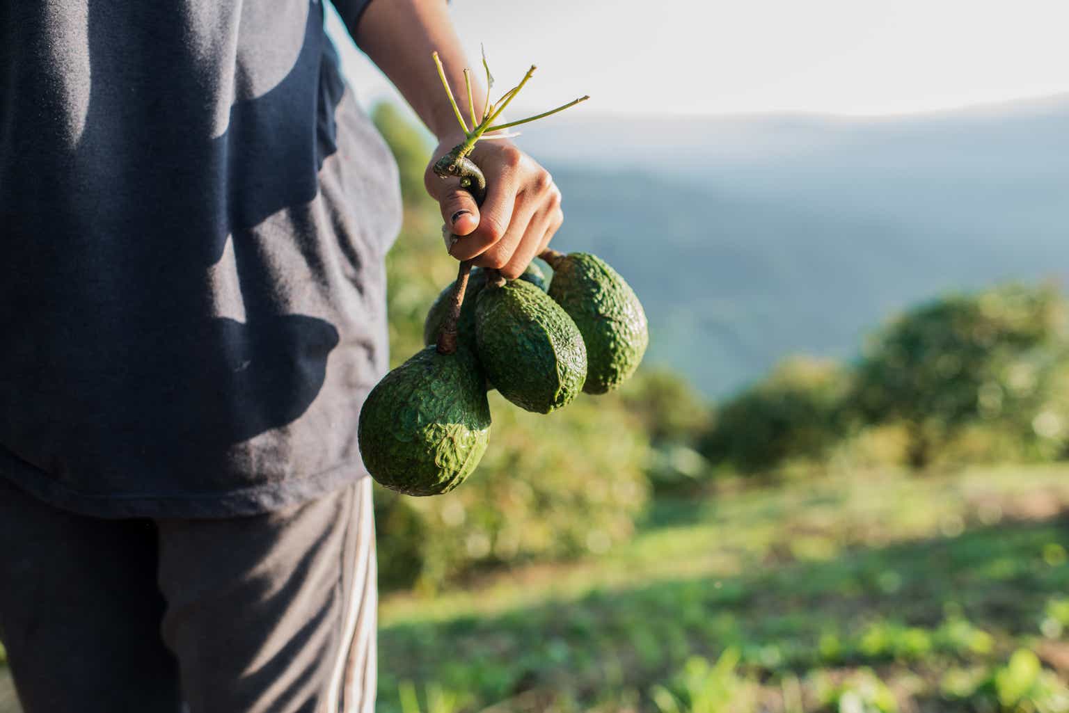 Limoneira Stock: The Citrus King Further Moving Into The Avocado Empire ...