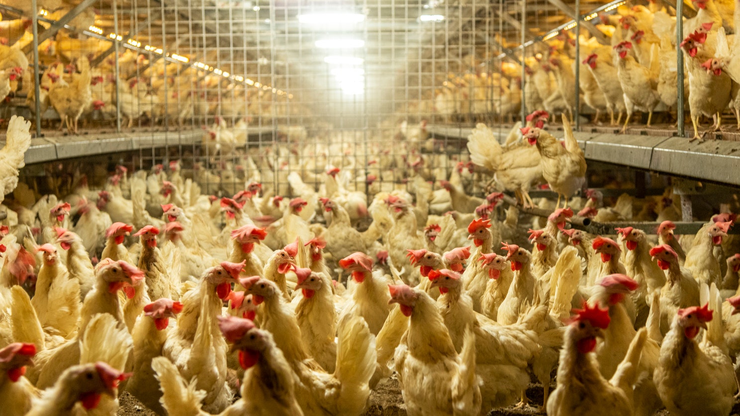 Dollar General reverses course on cage-free eggs