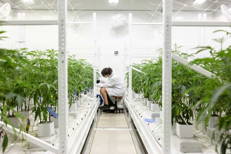 Botanist Tagging Cannabis Plants at Industrial Growing Operation