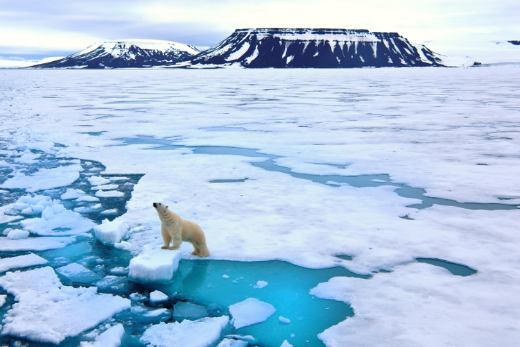 Polar bear on pack ice