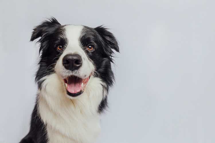 Süßer Welpe Hund Border Collie mit lustigem Gesicht isoliert auf weißem Hintergrund mit Kopierraum. Hund schaut in die Kamera, Frontansichtsporträt, ein Tier. Tierpflege und Tierkonzept.