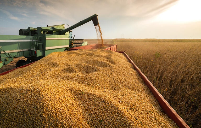 Soybeans lead gains in U.S. grain futures on Trump's tariff turnaround ...