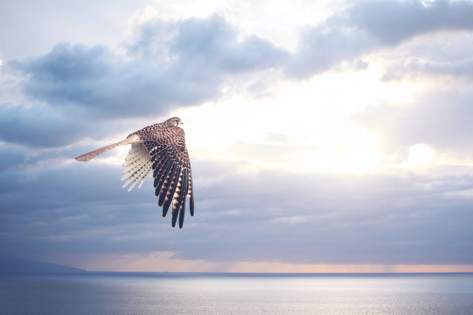 Finch Therapeutics: Why This Finch Could Fly? Asymmetric Risk/Reward