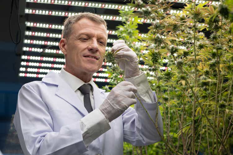 Researchers checking, testing, analyze cannabis flower for improve and control quality in alternative medicine treatments together at indoor greenhouse. Concept alternative medicine.