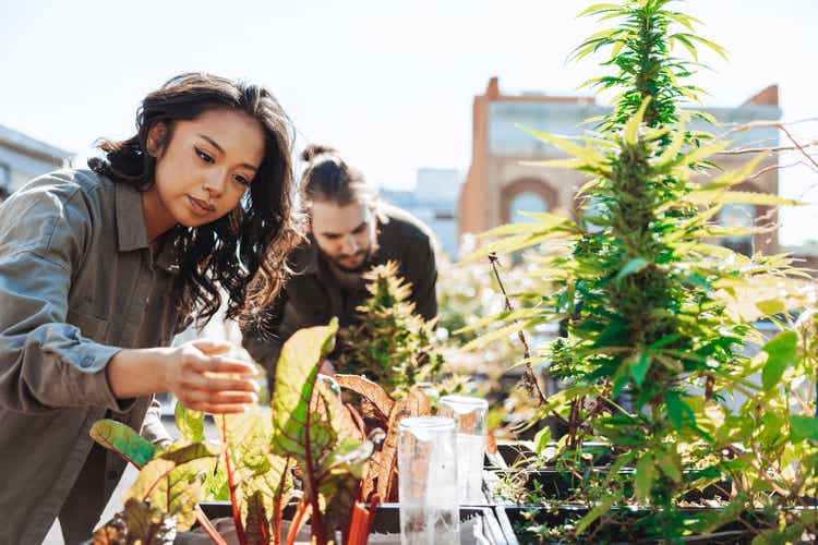 People working on their Marijuana plantation on a rooftop in New York. Couple taking care of their roof garden