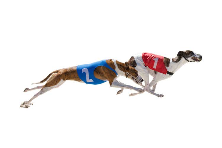 2 awesome racing greyhounds